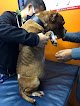 Negocio Gmvt - Hospital Veterinario - Sucursal Santa María Totoltepec