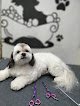 Gumy-Pet´s Clinica Veterinaria