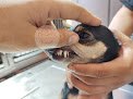 Negocio Hospital Veterinario Arguz