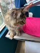 Negocio Hospital Veterinario Bark & Meow