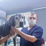 Hospital Veterinario, Consultas, Cirugias, Emergencias, Medicina Preventiva En Perros Y Gatos Dog´s And Cat´s Resortes