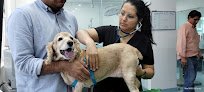 Negocio Hospital Veterinario De Especialidades Neurovet