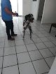 Negocio Hospital Veterinario Mr. Dog