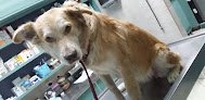 Negocio Hospital Veterinario Naucalpan S.c.