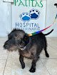 Negocio Hospital Veterinario Patitas Emergencias 24 Hrs
