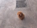 Negocio Hospital Veterinario Peek' Bonampak