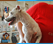 Hospital Veterinario Puente