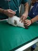 Negocio Hospital Veterinario Reynoso