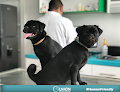 Hospital Veterinario Unión