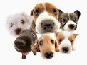 Negocio Hospital Veterinario Valle Dorado 24Hrs