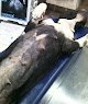 Negocio Ibérica Consultorio Veterinario