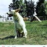 Negocio Intermedica Veterinaria De Especialidades Metepec
