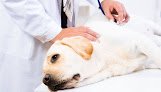 Kannez - Clínica Veterinaria Morelia
