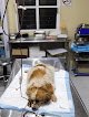 La Casa De Los Animales