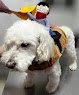 Negocio Lili-Vet My Pet Care