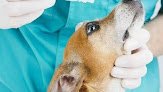 Negocio Limvet, Clínica Veterinaria Y Estética Canina