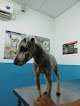 Mascotab Clinica Veterinaria