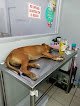 Mascotitas Clinica Veterinaria Y Estética Canina