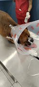 Negocio Médica Vet