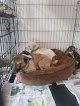 Negocio Mundo Animal Reynosa