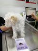 Negocio Nusa(Nutrición Y Salud Animal) Centro Médico Veterinario