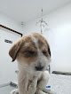 Profauna Hospital Veterinario 24 Horas