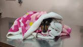 Negocio Puppie's Doctor