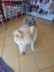Negocio Royal Canin