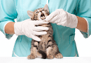Negocio San Carlos Veterinary Clinic