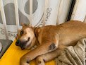 Negocio Servicio Veterinario California