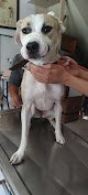 Negocio Servicio Veterinario Nuestros Amigos