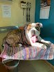 Negocio Servicio Veterinario Pasteur