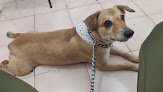 Negocio Servicios Medicos Veterinarios