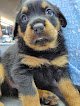 Servicios Veterinarios Dr. Sandoval