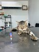 Negocio Soluciones Veterinarias 24/7