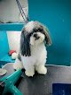 Urgencias Veterinarias Raydog Y Estetica