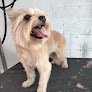Urgencias Veterinarias Y Servicio Medico Adixción Pet