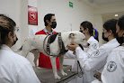 Uvm Clínica Veterinaria - Universidad Del Valle De México