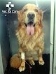 Negocio Vet & Care Centro Medico Veterinario