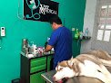 Vet Medical