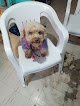 Negocio Veterinaria 24 Horas Healthy Animal Center.