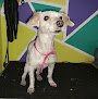 Negocio Veterinaria 24 Hrs