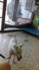 Negocio Veterinaria Alemán