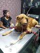 Negocio Veterinaria Animal Biomedic Urgencias 24Hrs