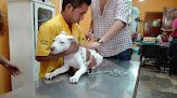 Negocio Veterinaria Animals