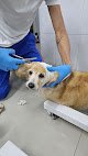 Veterinaria Bichon Frise
