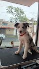 Veterinaria Blues Pet Home Av. México