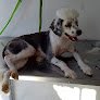 Negocio Veterinaria Cure Pet’s