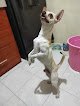 Veterinaria De La Rosa
