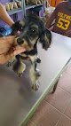 Negocio Veterinaria El Chapulín
